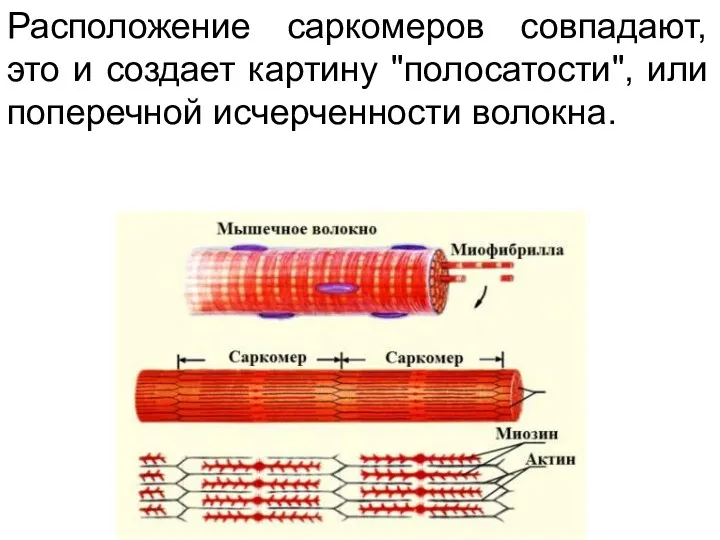 Расположение саркомеров совпадают, это и создает картину "полосатости", или поперечной исчерченности волокна.