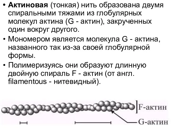 Актиновая (тонкая) нить образована двумя спиральными тяжами из глобулярных молекул