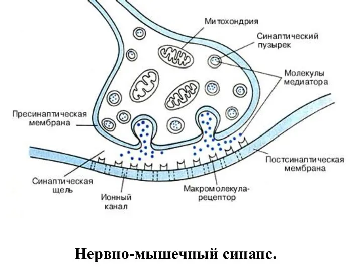 Нервно-мышечный синапс.