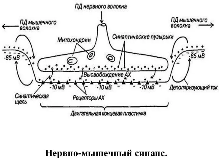 Нервно-мышечный синапс.