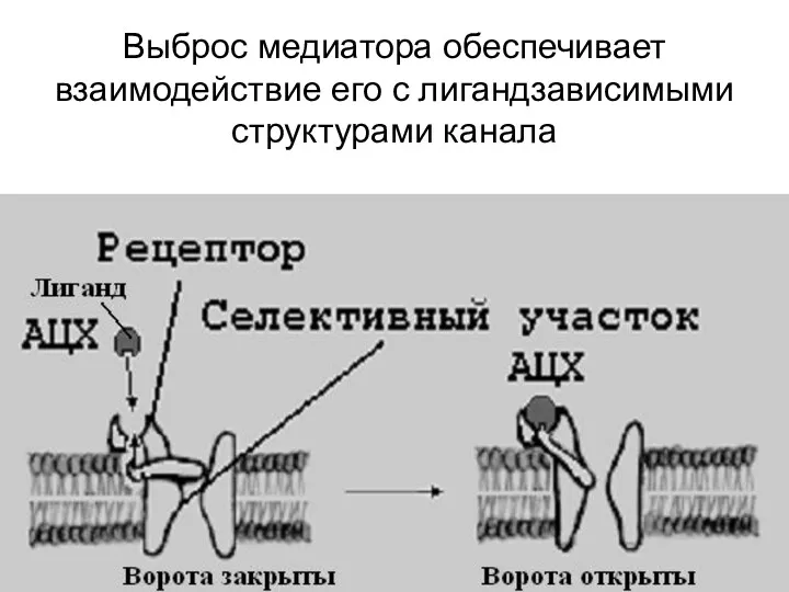 Выброс медиатора обеспечивает взаимодействие его с лигандзависимыми структурами канала