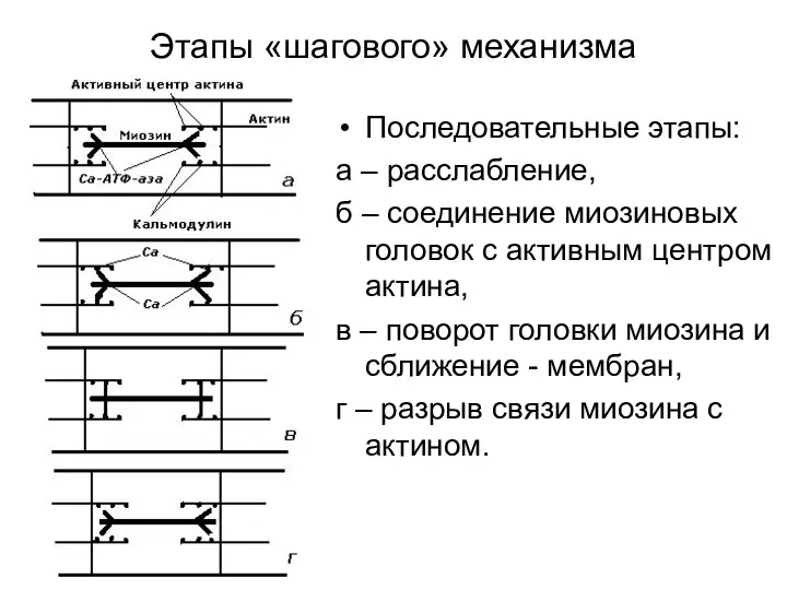 Этапы «шагового» механизма Последовательные этапы: а – расслабление, б –