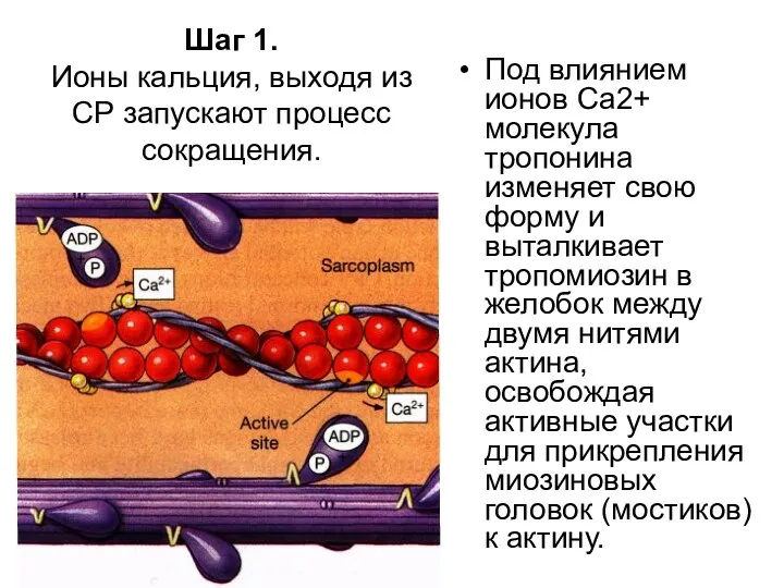 Шаг 1. Ионы кальция, выходя из СР запускают процесс сокращения.