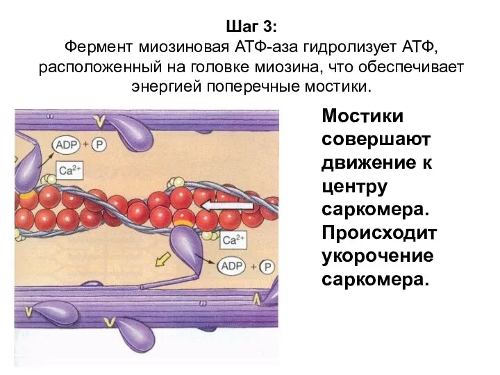 Шаг 3: Фермент миозиновая АТФ-аза гидролизует АТФ, расположенный на головке