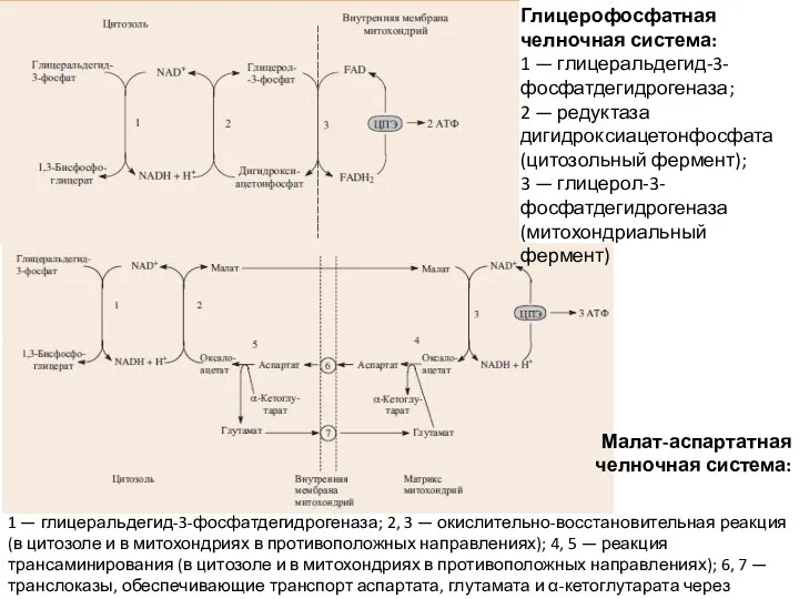 Глицерофосфатная челночная система: 1 — глицеральдегид-3-фосфатдегидрогеназа; 2 — редуктаза дигидроксиацетонфосфата (цитозольный фермент); 3