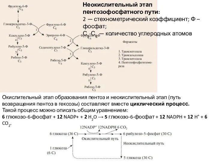 Неокислительный этап пентозофосфатного пути: 2 — стехнометрический коэффициент; Ф – фосфат; С3-С6 —