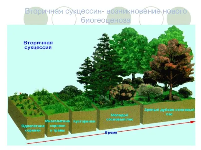 Вторичная сукцессия- возникновение нового биогеоценоза Вторичная сукцессия – это сукцессия