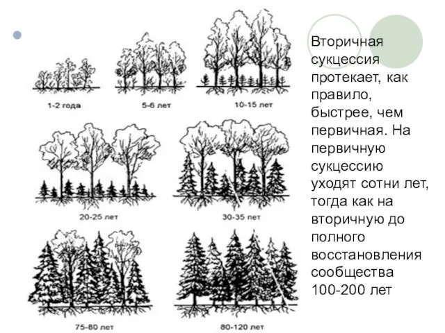 Вторичная сукцессия происходит на месте сформировавшихся биоценозов после их нарушения