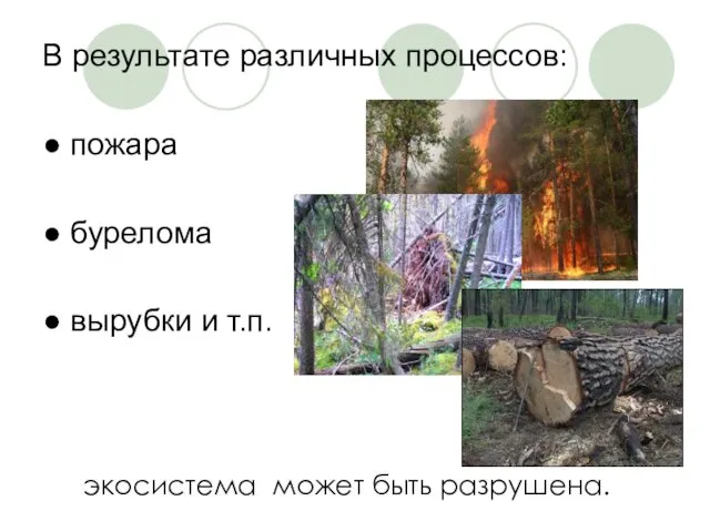 В результате различных процессов: ● пожара ● бурелома ● вырубки и т.п. экосистема может быть разрушена.