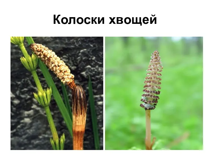 Колоски хвощей