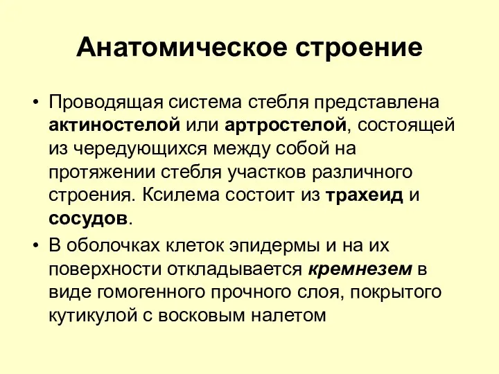 Анатомическое строение Проводящая система стебля представлена актиностелой или артростелой, состоящей