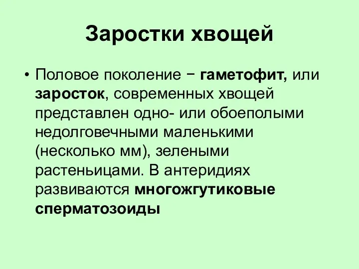 Заростки хвощей Половое поколение − гаметофит, или заросток, современных хвощей