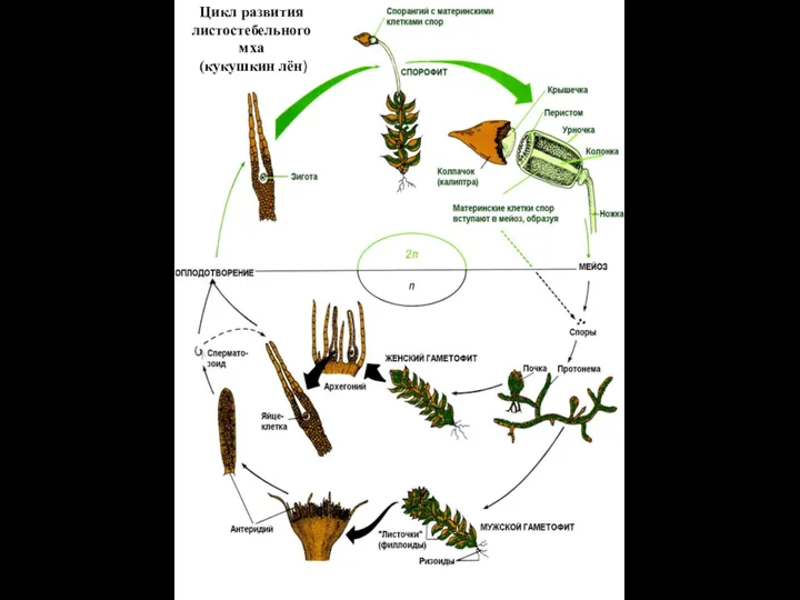 Цикл развития листостебельного мха (кукушкин лён)