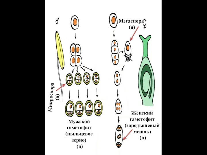 Мегаспора (n) Женский гаметофит (зародышевый мешок) (n) Микроспора (n) Мужской гаметофит (пыльцевое зерно) (n)