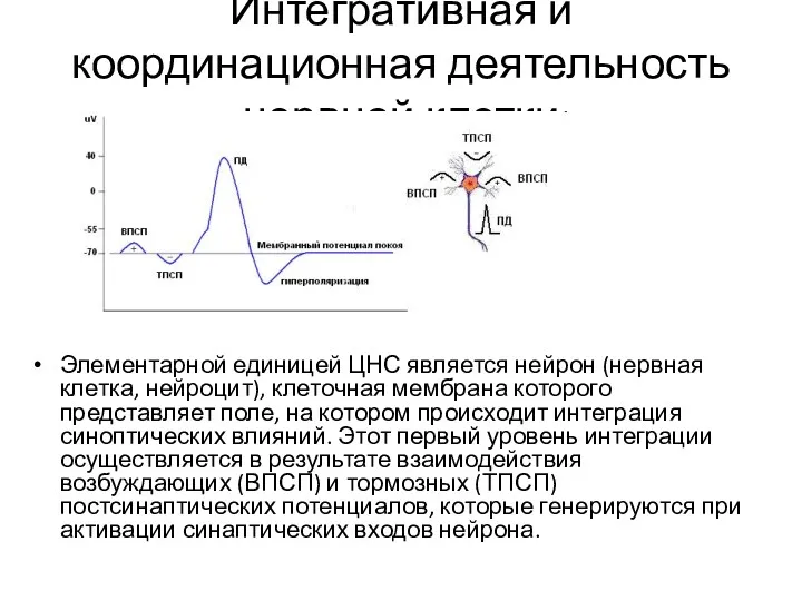 Интегративная и координационная деятельность нервной клетки Элементарной единицей ЦНС является нейрон (нервная клетка,