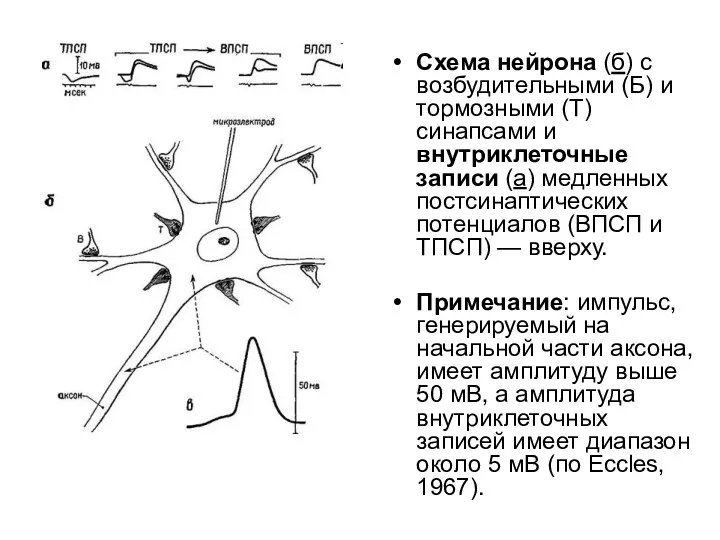 Схема нейрона (б) с возбудительными (Б) и тормозными (Т) синапсами и внутриклеточные записи