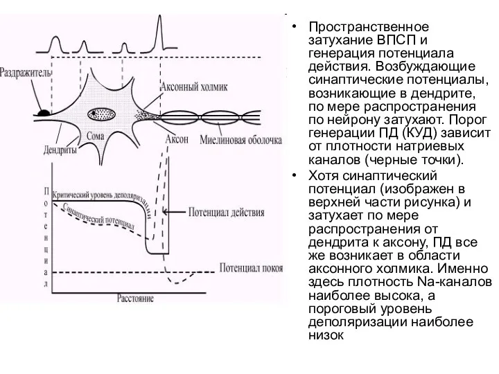Пространственное затухание ВПСП и генерация потенциала действия. Возбуждающие синаптические потенциалы, возникающие в дендрите,