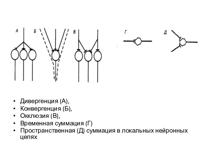 Дивергенция (А), Конвергенция (Б), Окклюзия (В), Временная суммация (Г) Пространственная (Д) суммация в локальных нейронных цепях