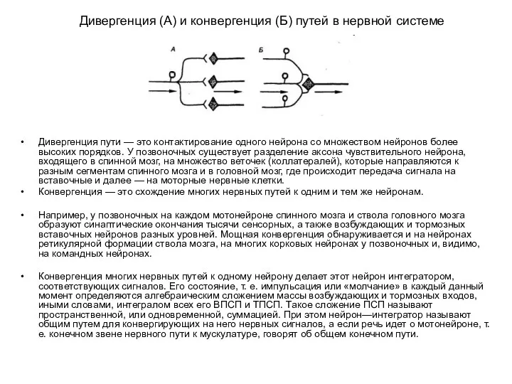 Дивергенция пути — это контактирование одного нейрона со множеством нейронов более высоких порядков.