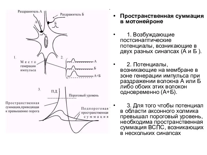 Пространственная суммация в мотонейроне 1. Возбуждающие постсинаптические потенциалы, возникающие в двух разных синапсах