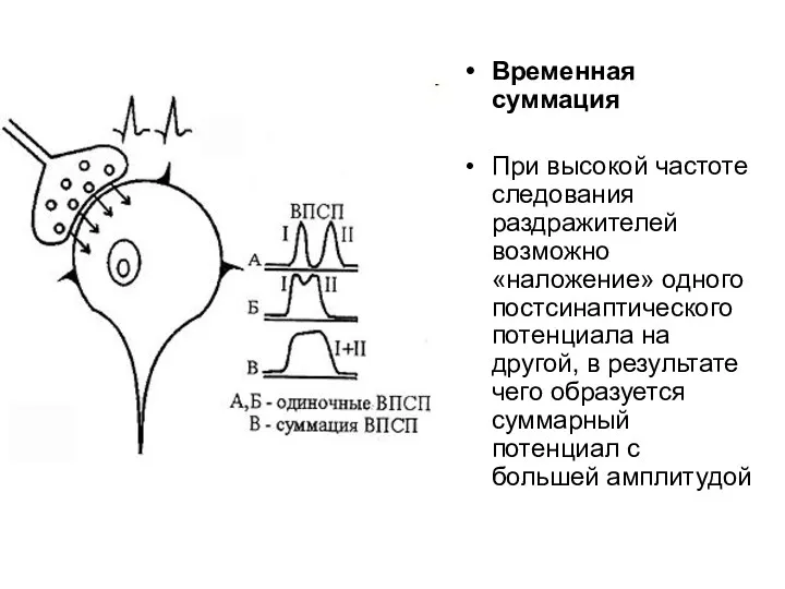 Временная суммация При высокой частоте следования раздражителей возможно «наложение» одного постсинаптического потенциала на