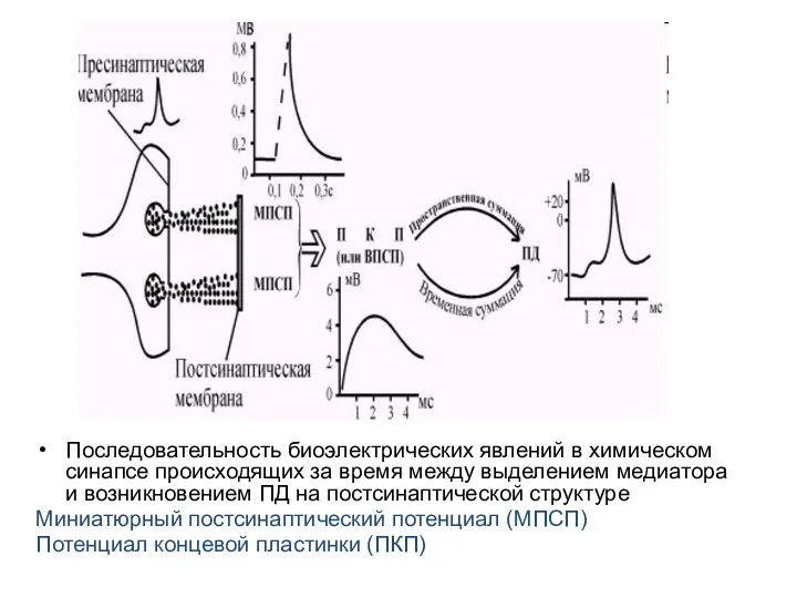 Последовательность биоэлектрических явлений в химическом синапсе происходящих за время между выделением медиатора и