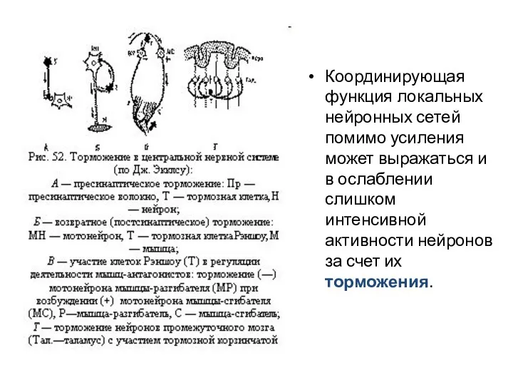 Координирующая функция локальных нейронных сетей помимо усиления может выражаться и в ослаблении слишком