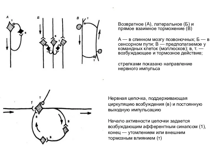 Возвратное (А), латеральное (Б) и прямое взаимное торможение (В) А — в спинном