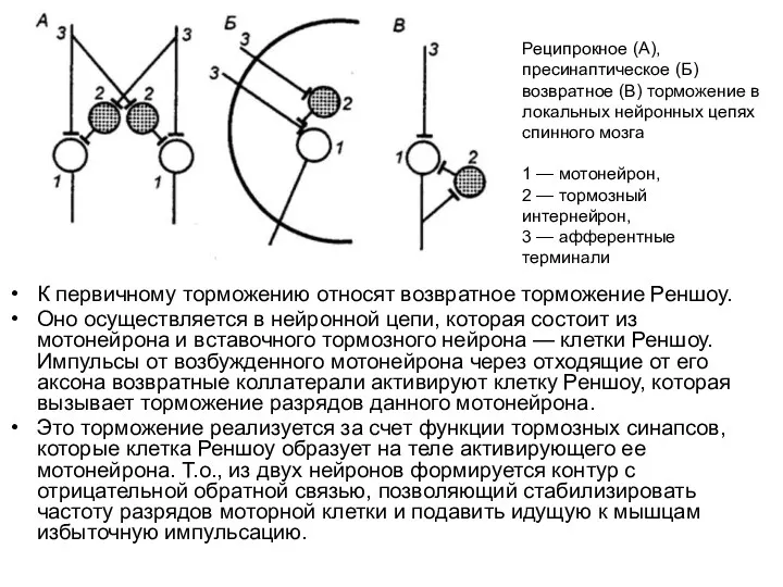 К первичному торможению относят возвратное торможение Реншоу. Оно осуществляется в нейронной цепи, которая