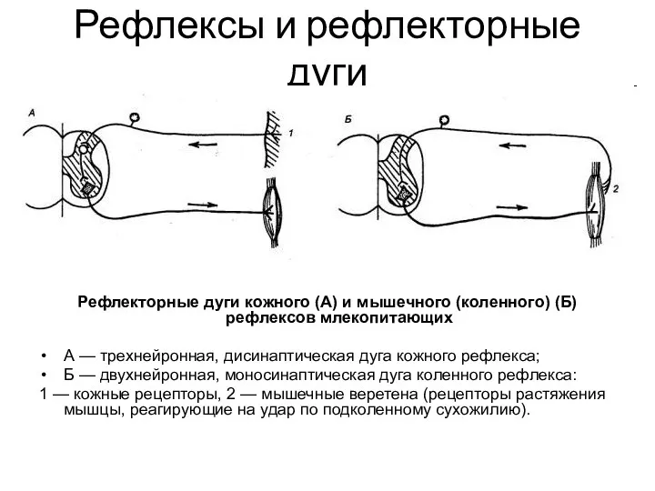 Рефлексы и рефлекторные дуги Рефлекторные дуги кожного (А) и мышечного (коленного) (Б) рефлексов