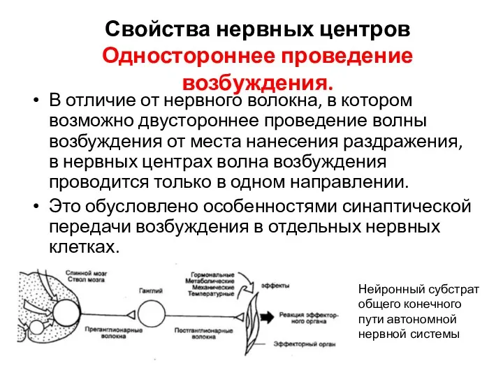 Свойства нервных центров Одностороннее проведение возбуждения. В отличие от нервного волокна, в котором