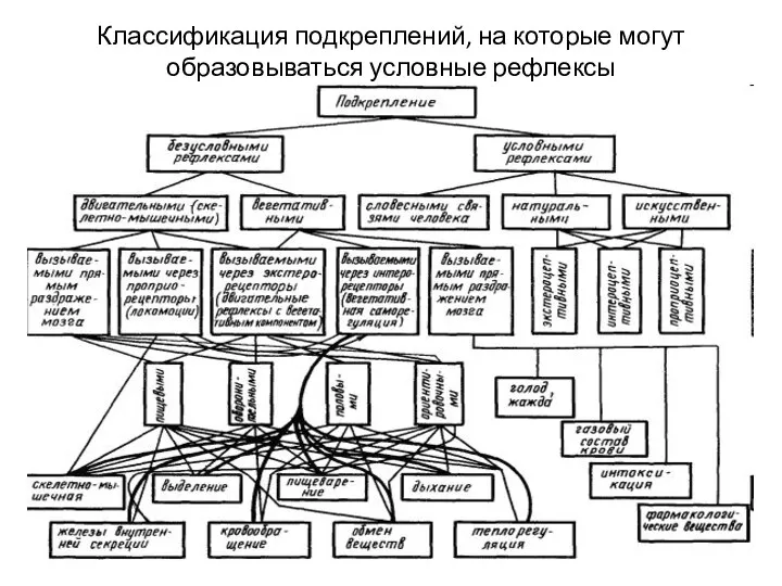 Классификация подкреплений, на которые могут образовываться условные рефлексы