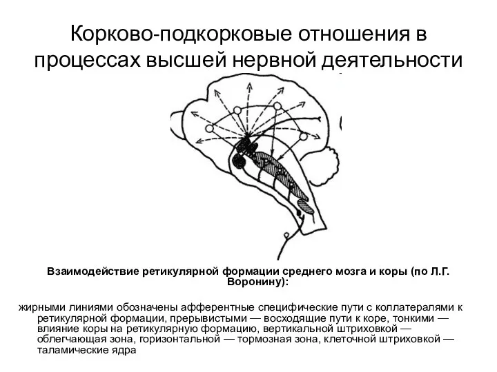 Корково-подкорковые отношения в процессах высшей нервной деятельности Взаимодействие ретикулярной формации среднего мозга и