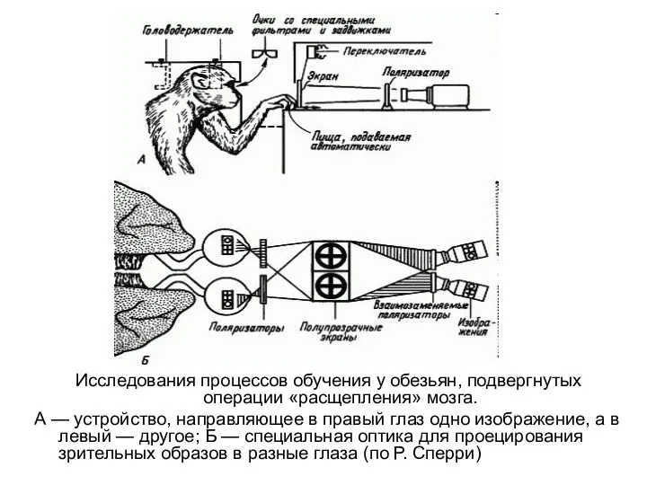 Исследования процессов обучения у обезьян, подвергнутых операции «расщепления» мозга. А — устройство, направляющее