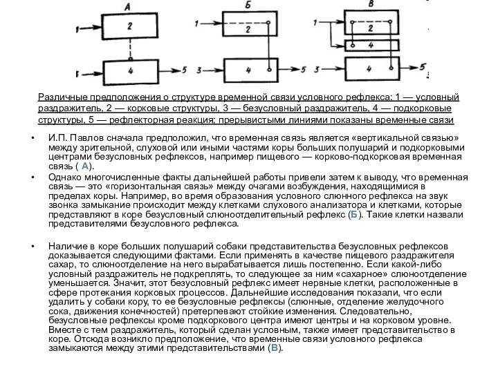 И.П. Павлов сначала предположил, что временная связь является «вертикальной связью» между зрительной, слуховой