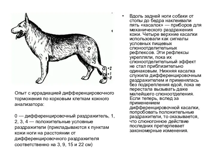 Вдоль задней ноги собаки от стопы до бедра наклеивали пять «касалок» — приборов