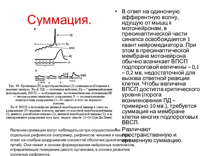 Суммация. В ответ на одиночную афферентную волну, идущую от мышц к мотонейронам, в