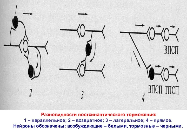 Разновидности постсинаптического торможения: 1 – параллельное; 2 – возвратное; 3