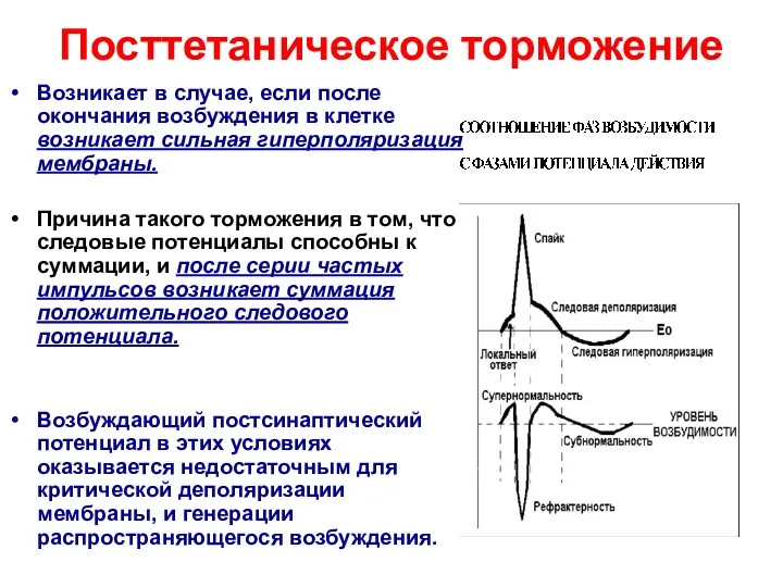 Посттетаническое торможение Возникает в случае, если после окончания возбуждения в