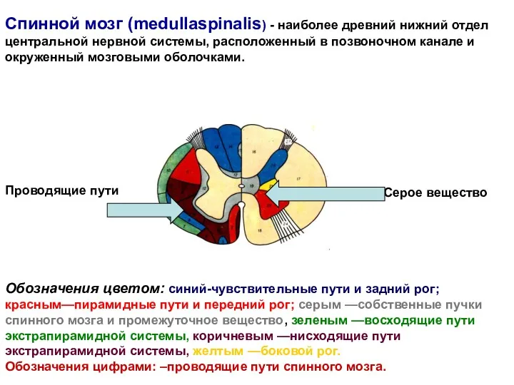 Спинной мозг (medullaspinalis) - наиболее древний нижний отдел центральной нервной системы, расположенный в