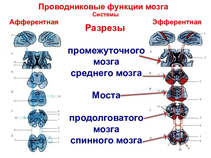 Проводниковые функции мозга Системы Афферентная Эфферентная Разрезы промежуточного мозга среднего мозга Моста продолговатого мозга спинного мозга
