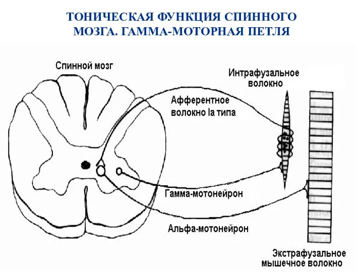 ТОНИЧЕСКАЯ ФУНКЦИЯ СПИННОГО МОЗГА. ГАММА-МОТОРНАЯ ПЕТЛЯ