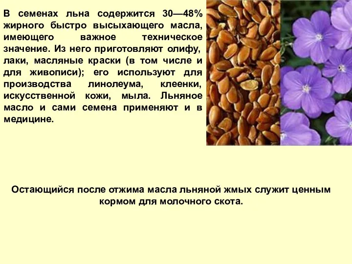 В семенах льна содержится 30—48% жирного быстро высыхающего масла, имеющего
