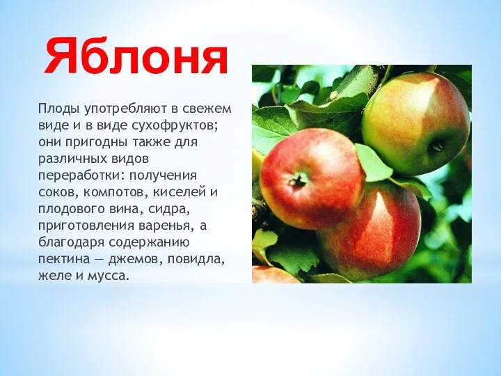 Яблоня Плоды употребляют в свежем виде и в виде сухофруктов; они пригодны также