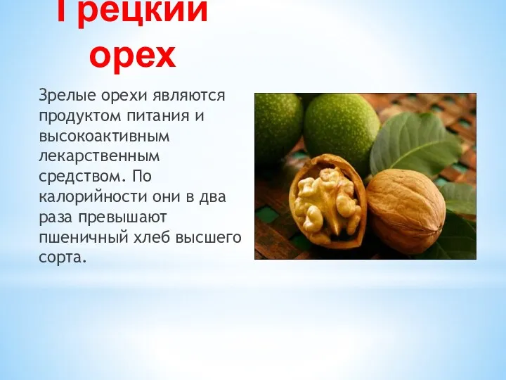 Грецкий орех Зрелые орехи являются продуктом питания и высокоактивным лекарственным средством. По калорийности