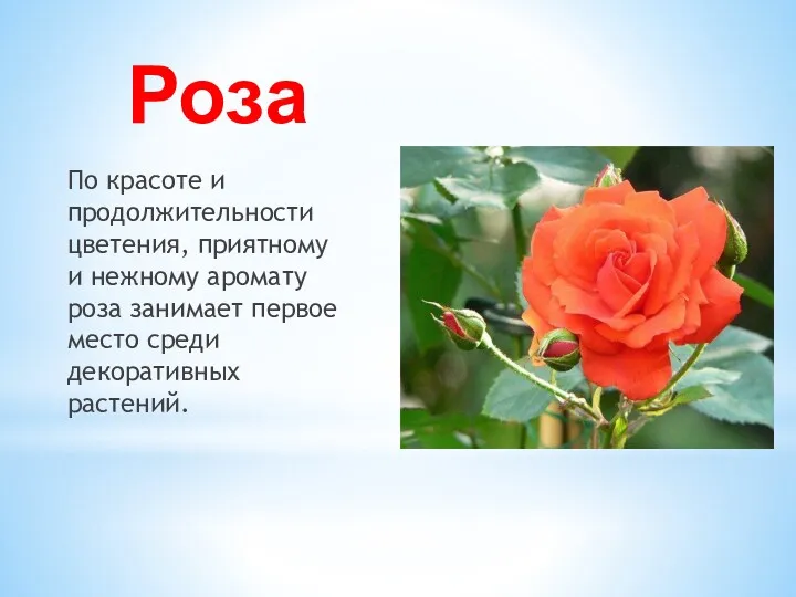Роза По красоте и продолжительности цветения, приятному и нежному аромату
