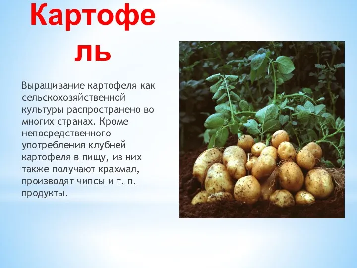Картофель Выращивание картофеля как сельскохозяйственной культуры распространено во многих странах. Кроме непосредственного употребления