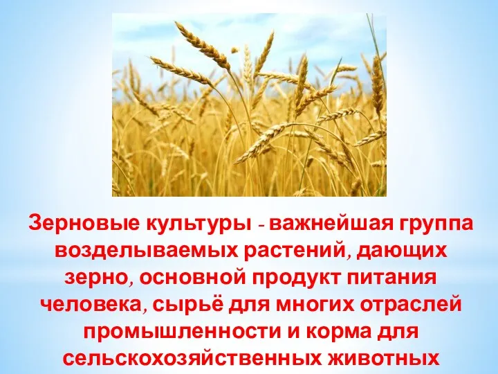 Зерновые культуры - важнейшая группа возделываемых растений, дающих зерно, основной продукт питания человека,