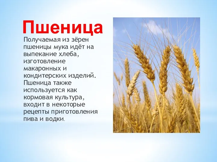 Пшеница Получаемая из зёрен пшеницы мука идёт на выпекание хлеба,