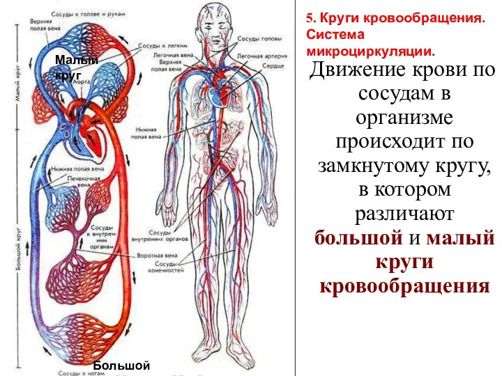 Движение крови по сосудам в организме происходит по замкнутому кругу, в котором различают
